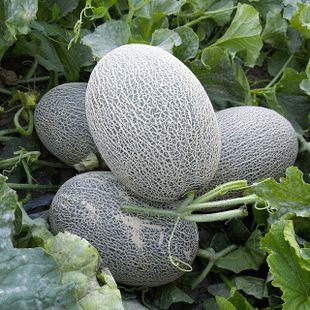 吃瓜群众最爱的甜瓜是谁,揭秘吃瓜群众最爱的甜瓜明星