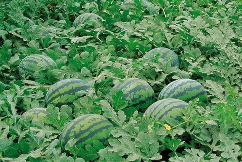 眉山一枝花吃瓜群众是谁,揭秘“吃瓜群众”背后的神秘人物