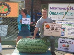 中石油吃瓜群众,吃瓜群众眼中的能源巨头风云录