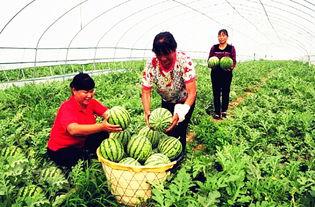 吃瓜群众临夏,吃瓜群众眼中的魅力之城