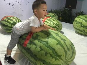 新乡吃瓜群众事件,网络舆论的风暴与反思