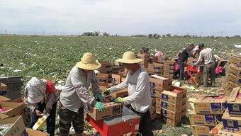 吐鲁番的吃瓜群众事件视频,一场关于瓜农权益的全民热议