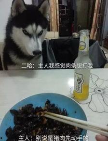 菜狗二哈吃瓜群众视频,揭秘网络短视频背后的趣味人生