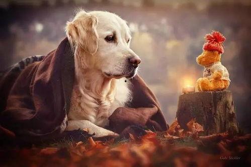 吃瓜群众狗狗和人类视频