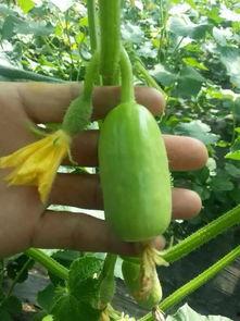 吃瓜群众果蔬,营养与健康的生活伴侣