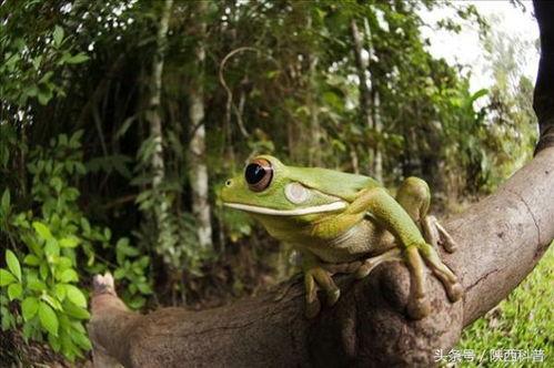 吃瓜群众大蛙吃小蛙视频,一场吃瓜群众的视觉盛宴