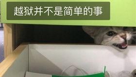 吃瓜群众被拉去客串了,揭秘娱乐圈幕后故事