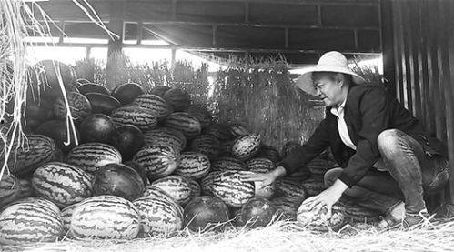 凉城吃瓜群众事迹