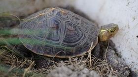 吃瓜群众三十斤乌龟,吃瓜群众眼中的奇特现象揭秘