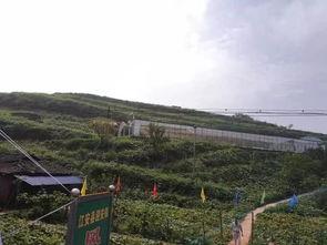 青水河国门吃瓜群众,吃瓜群众见证的民生百态