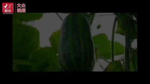 群众来看吃瓜视频文案,趣味横生的幕后故事