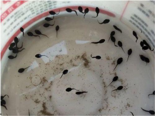 吃瓜群众小蝌蚪视频,揭秘网络热点背后的故事