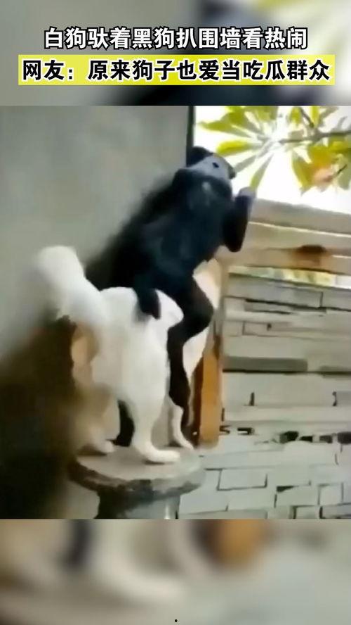 动物也会吃瓜群众,揭秘动物们的“吃瓜”生活