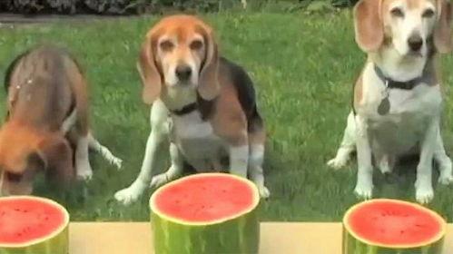 吃瓜群众的狗,忠诚与欢乐的陪伴者