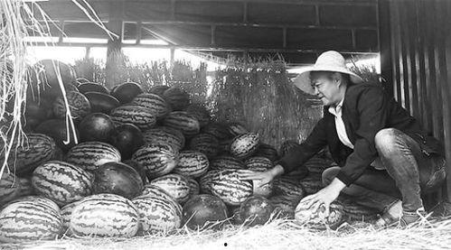 凤岭吃瓜群众事迹,见证时代变迁的民间观察者