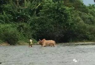 榆树下的吃瓜群众,吃瓜群众热议时事风云